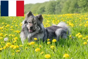 Read more about the article Fransa’da Eurasier yetiştiricileri ve yavru köpekler