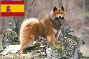 Read more about the article İspanya’da Eurasier yetiştiricileri ve köpek yavruları