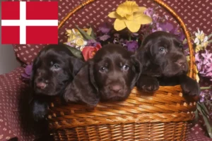 Read more about the article Danimarka’da Field Spaniel yetiştiricileri ve köpek yavruları