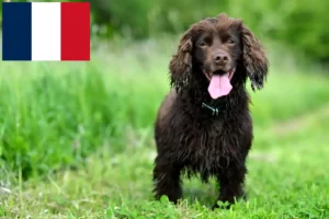 Read more about the article Fransa’da Field Spaniel yetiştiricileri ve köpek yavruları