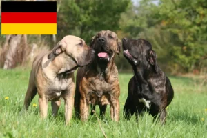 Read more about the article Almanya’da Fila Brasileiro yetiştiricileri ve köpek yavruları