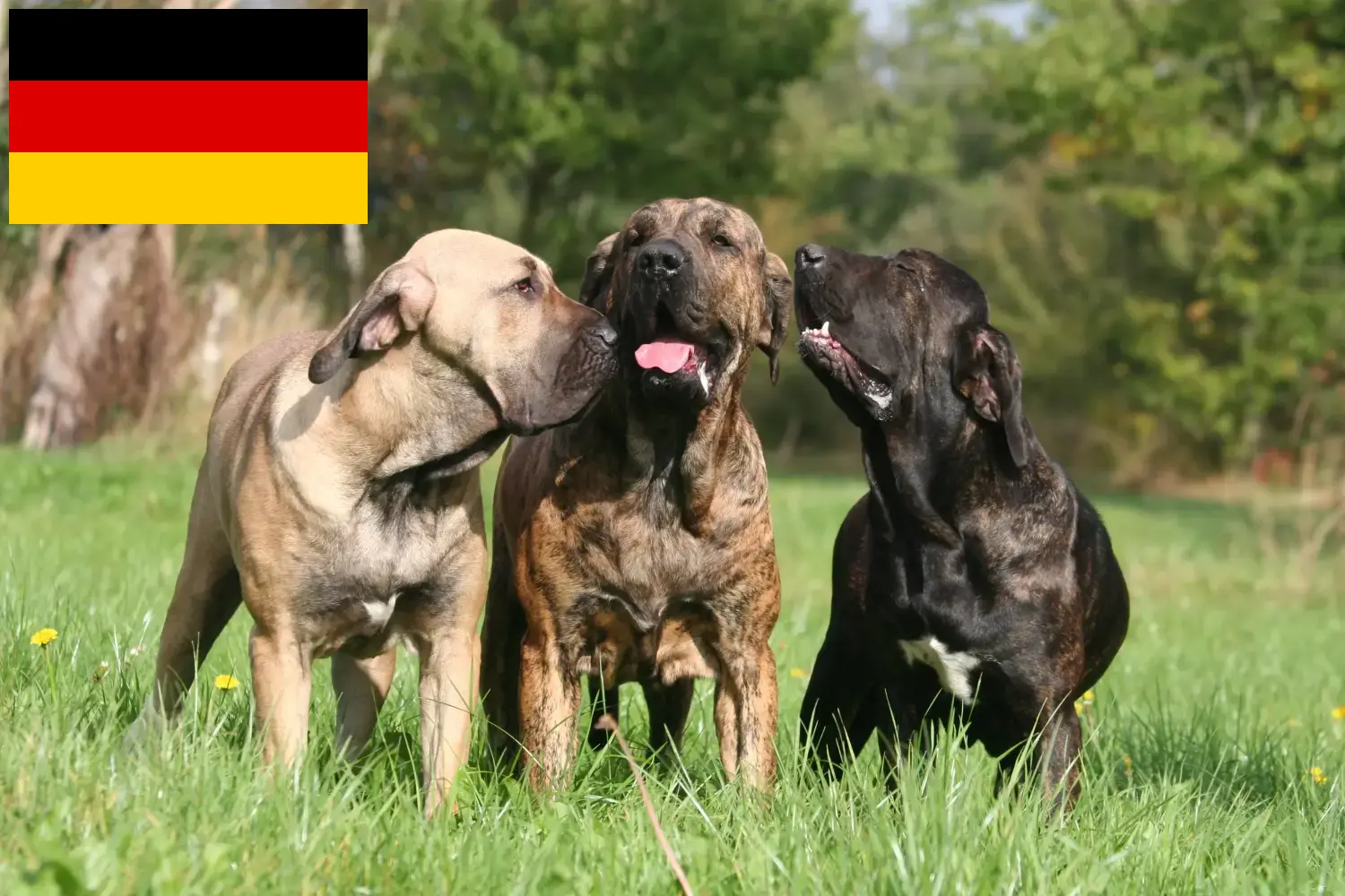 Read more about the article Almanya’da Fila Brasileiro yetiştiricileri ve köpek yavruları