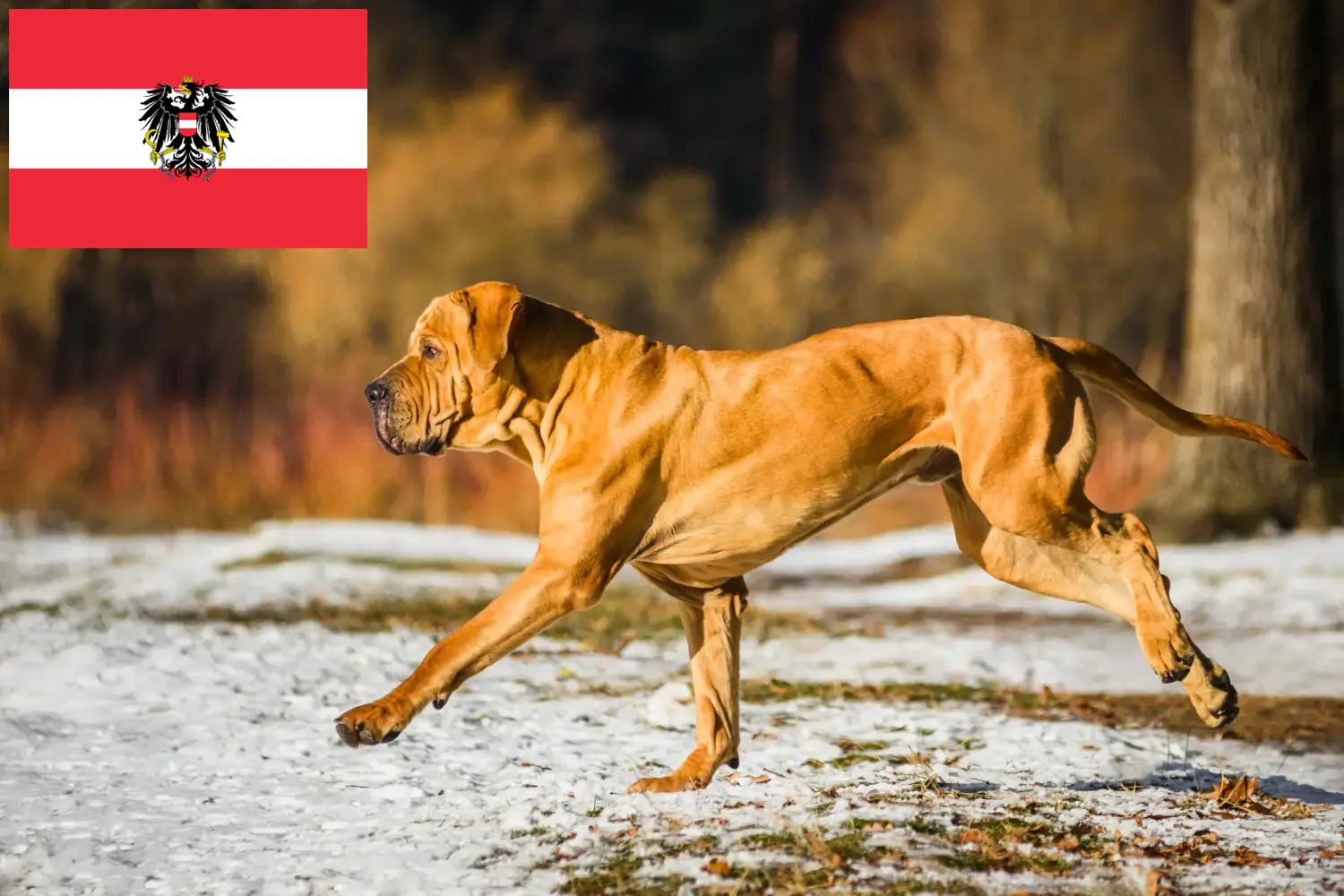 Read more about the article Avusturya’da Fila Brasileiro yetiştiricileri ve köpek yavruları