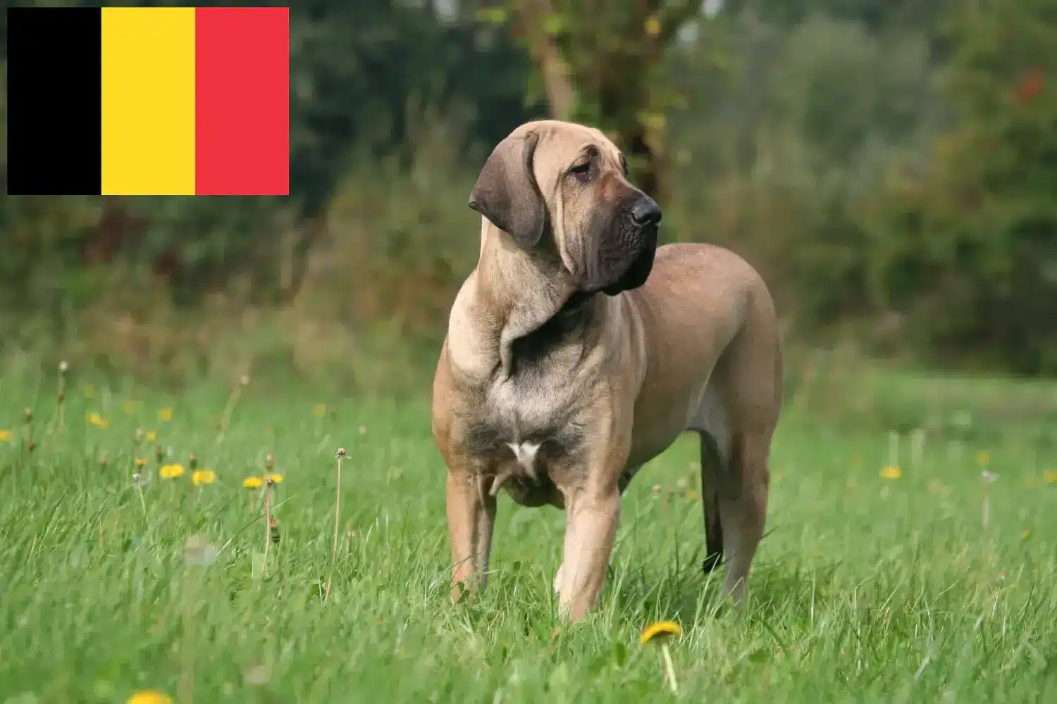 Read more about the article Belçika’da Fila Brasileiro yetiştiricileri ve köpek yavruları