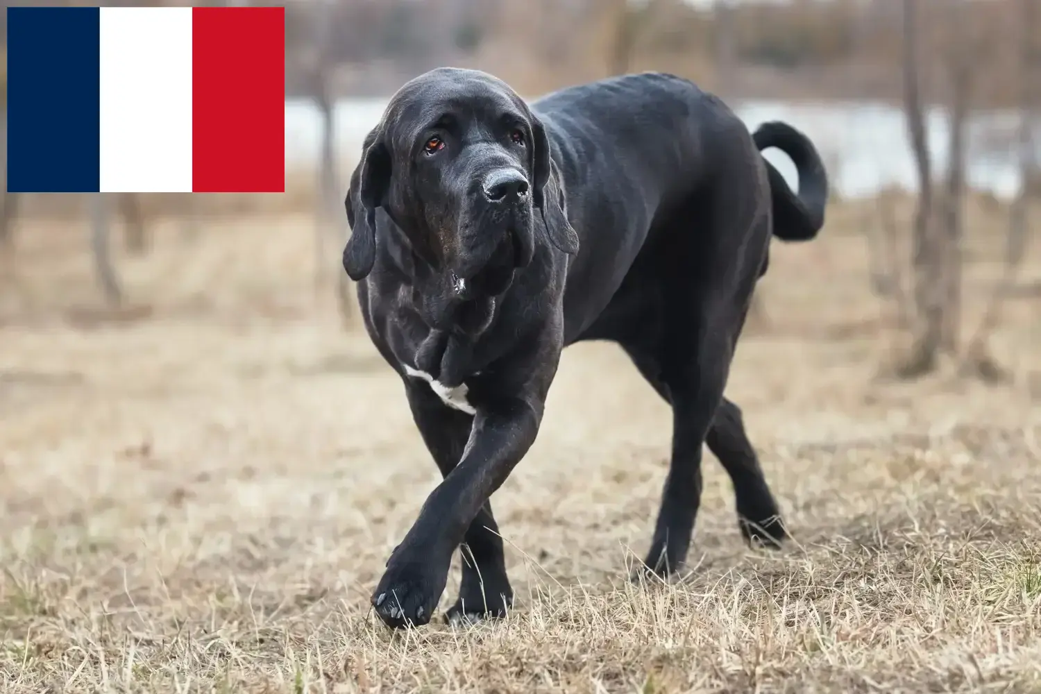 Read more about the article Fransa’da Fila Brasileiro yetiştiricileri ve köpek yavruları