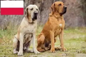 Read more about the article Polonya’da Fila Brasileiro yetiştiricileri ve köpek yavruları