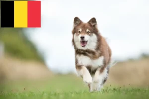 Read more about the article Belçika’da Fin Lapphund yetiştiricileri ve köpek yavruları