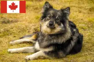 Read more about the article Kanada’da Fin Lapphund yetiştiricileri ve köpek yavruları