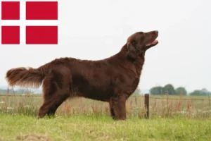 Read more about the article Danimarka’da Flat Coated Retriever yetiştiricileri ve köpek yavruları