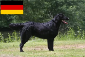 Read more about the article Almanya’da Flat Coated Retriever yetiştiricileri ve köpek yavruları