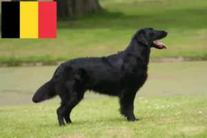 Read more about the article Belçika’da Flat Coated Retriever yetiştiricileri ve köpek yavruları