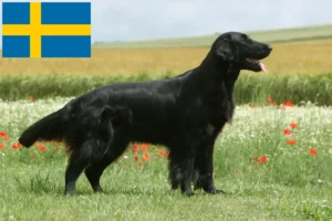 Read more about the article İsveç’te Flat Coated Retriever yetiştiricileri ve köpek yavruları