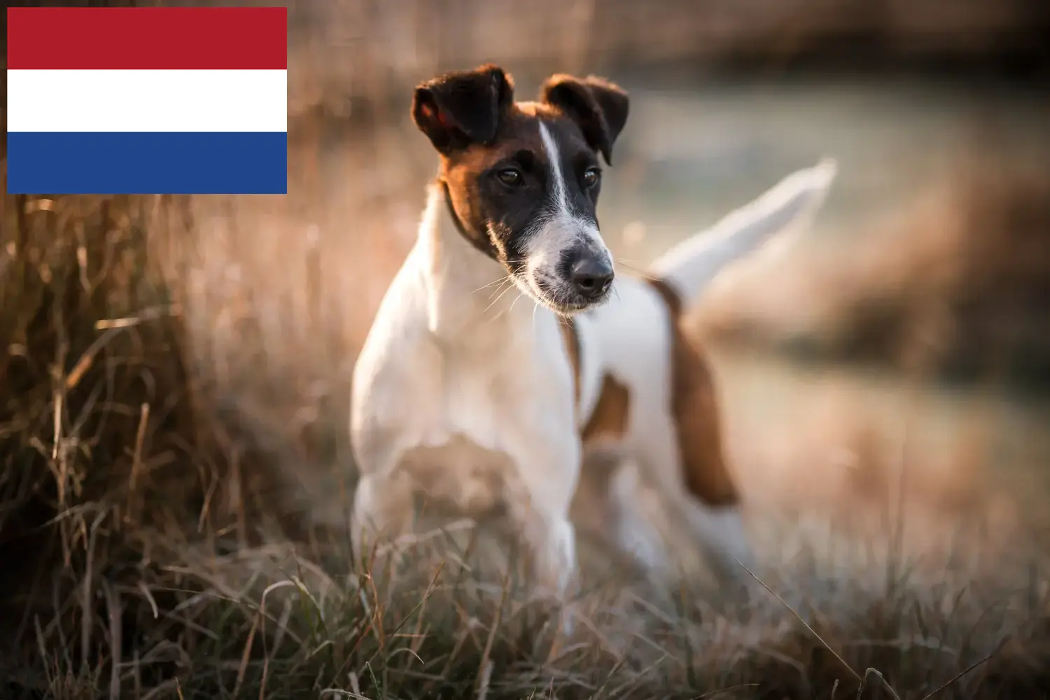 Read more about the article Hollanda’da Fox Terrier yetiştiricileri ve köpek yavruları