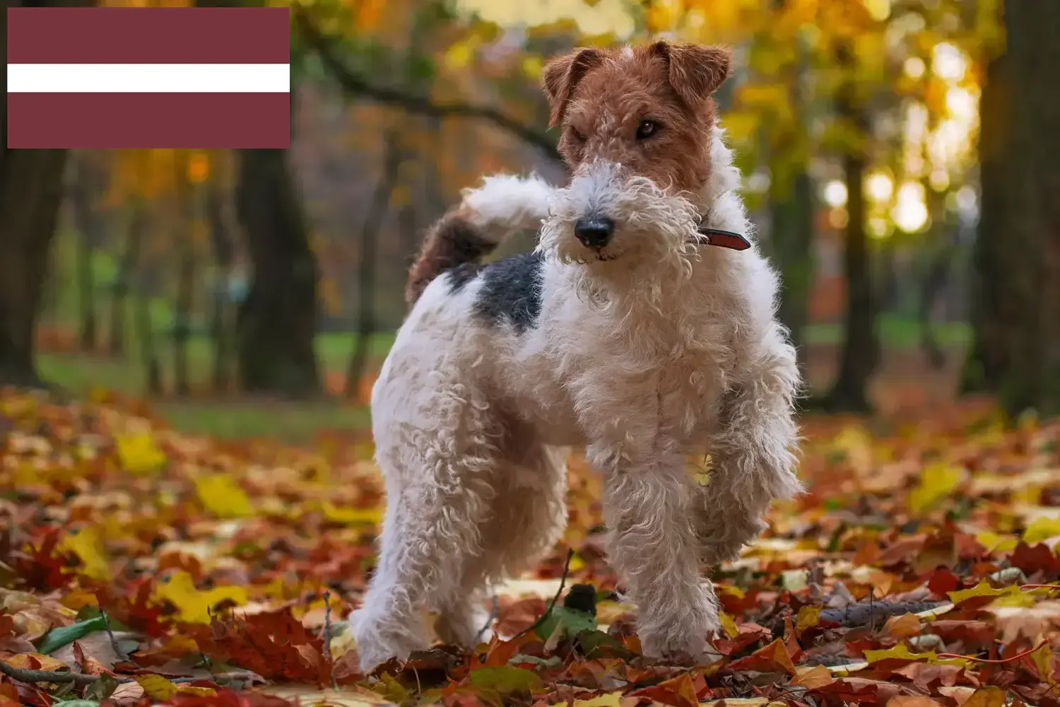 Read more about the article Letonya’da Fox Terrier yetiştiricileri ve köpek yavruları