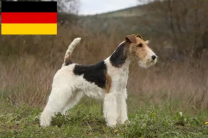 Read more about the article Almanya’da Fox Terrier yetiştiricileri ve yavru köpekler