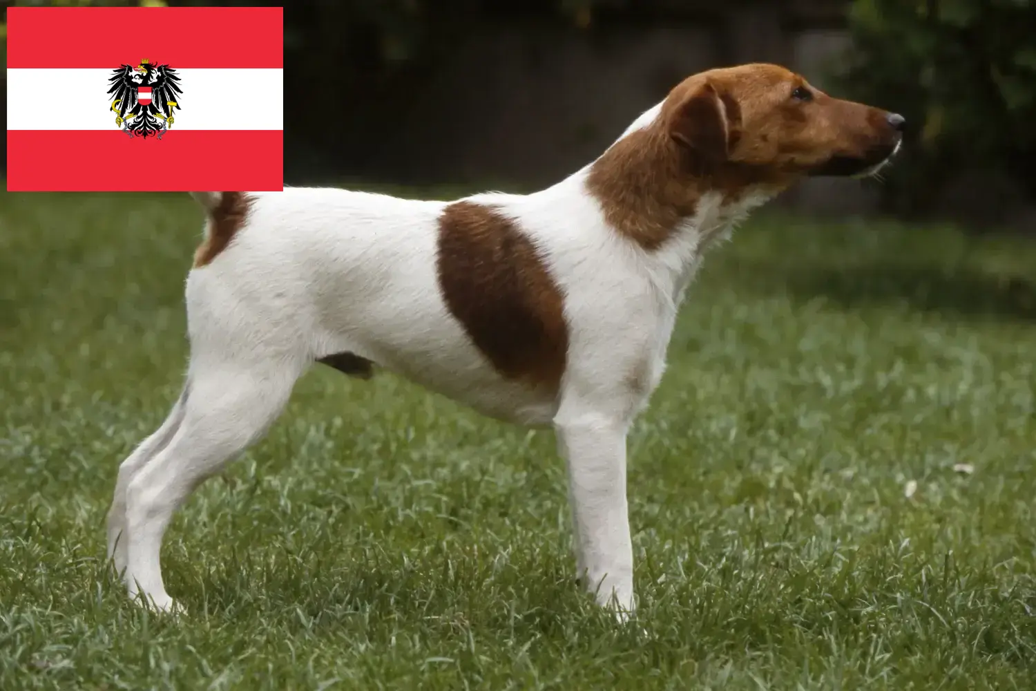 Fox Terrier yavru köpek ve yetiştiricileri Avusturya Burada Avusturya'daki Fox Terrier yetiştiricilerini bulabilirsiniz.