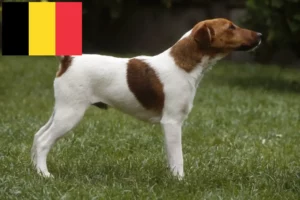 Read more about the article Belçika’da Fox Terrier yetiştiricileri ve köpek yavruları
