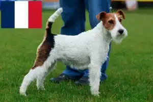 Read more about the article Fransa’da Fox Terrier yetiştiricileri ve köpek yavruları