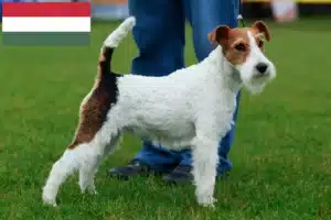 Read more about the article Macaristan’da Fox Terrier yetiştiricileri ve köpek yavruları
