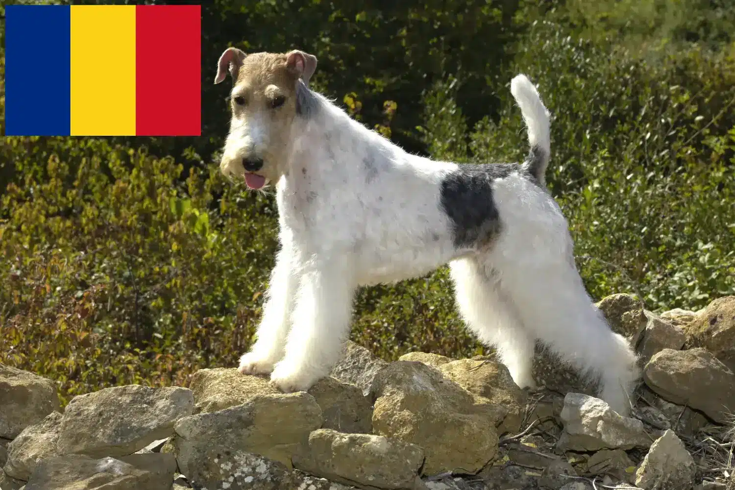 Read more about the article Romanya’da Fox Terrier yetiştiricileri ve köpek yavruları