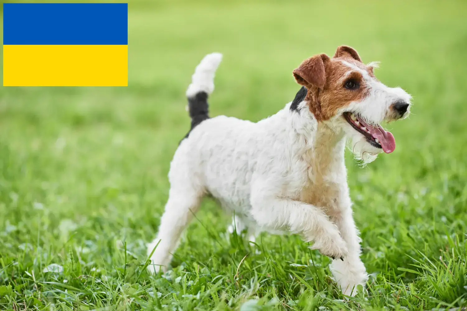 Read more about the article Ukrayna’da Fox Terrier yetiştiricileri ve köpek yavruları