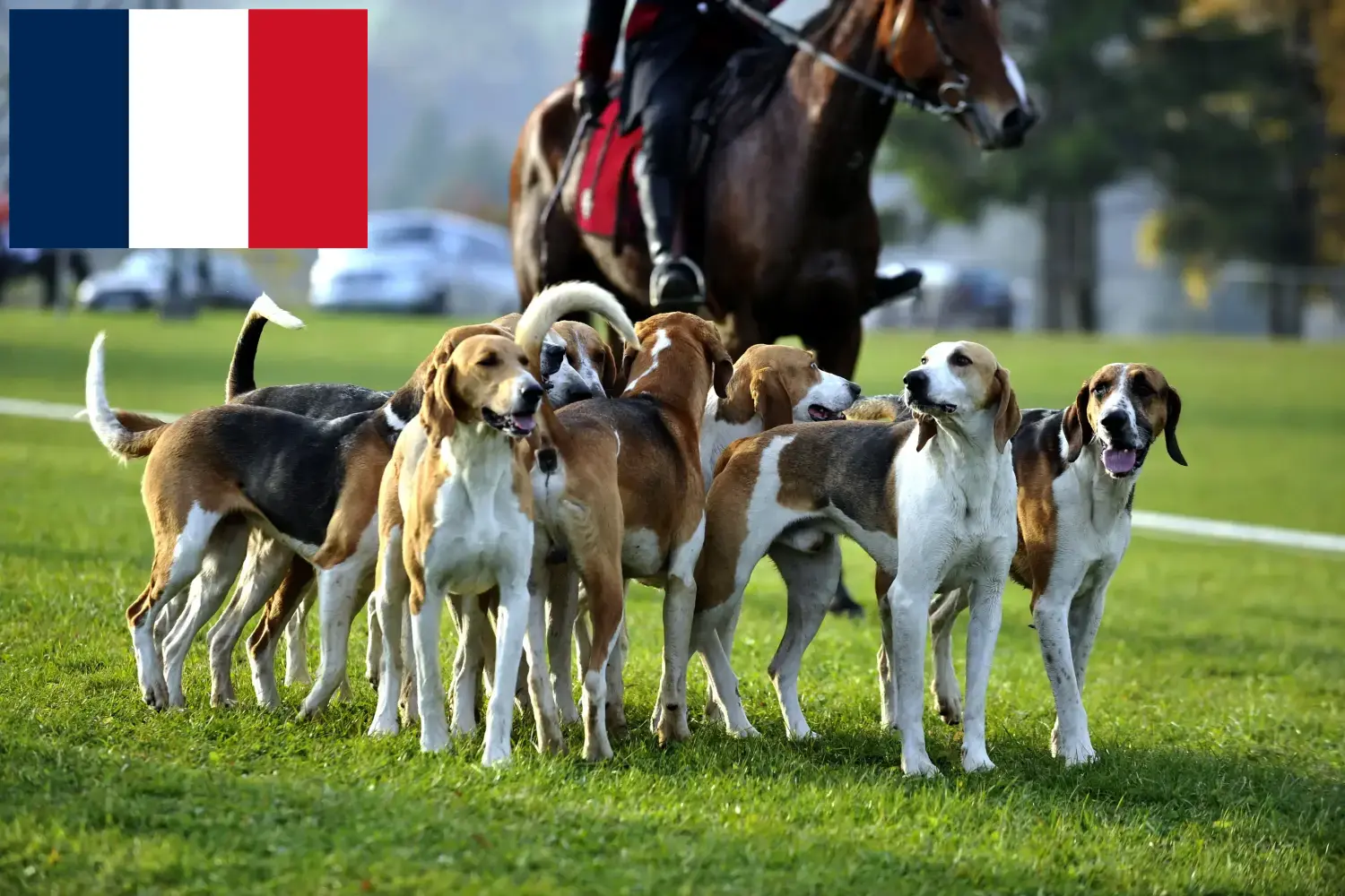 Fransız tazı yavruları ve yetiştiricileri Fransa Burada Fransa'daki Fransız Koşu Köpeği yetiştiricilerini bulabilirsiniz.