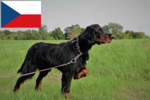 Read more about the article Çek Cumhuriyeti’nde Gordon Setter yetiştiricileri ve yavru köpekler