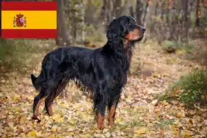 Read more about the article İspanya’da Gordon Setter yetiştiricileri ve köpek yavruları