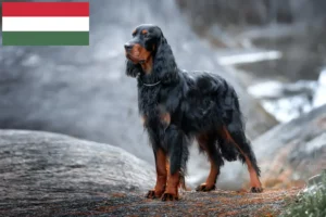 Read more about the article Macaristan’da Gordon Setter yetiştiricileri ve köpek yavruları