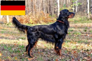 Read more about the article Almanya’da Gordon Setter yetiştiricileri ve köpek yavruları