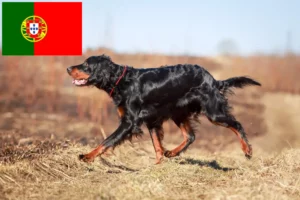 Read more about the article Portekiz’de Gordon Setter yetiştiricileri ve köpek yavruları