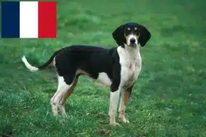 Read more about the article Fransa’da Grand Anglo-Français yetiştiricileri ve yavru köpekler