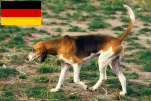 Read more about the article Almanya’daki Grand Anglo-Français yetiştiricileri ve yavru köpekler