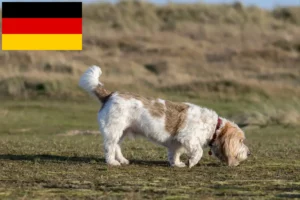 Read more about the article Almanya’da Grand Basset Griffon Vendéen yetiştiricileri ve köpek yavruları