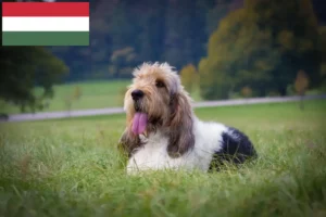 Read more about the article Macaristan’da Grand Basset Griffon Vendéen yetiştiricileri ve köpek yavruları