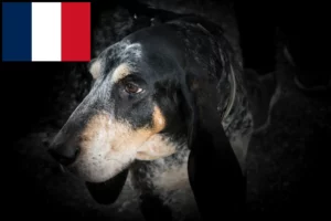Read more about the article Fransa’da Grand Bleu de Gascogne yetiştiricileri ve köpek yavruları