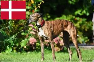 Read more about the article Danimarka’daki Tazı yetiştiricileri ve yavru köpekler