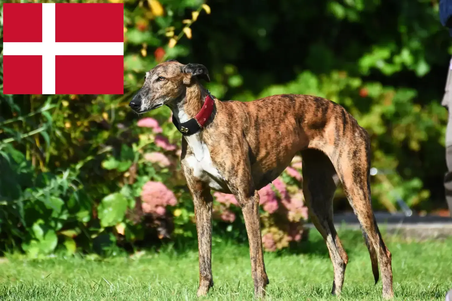 Read more about the article Danimarka’daki Tazı yetiştiricileri ve yavru köpekler
