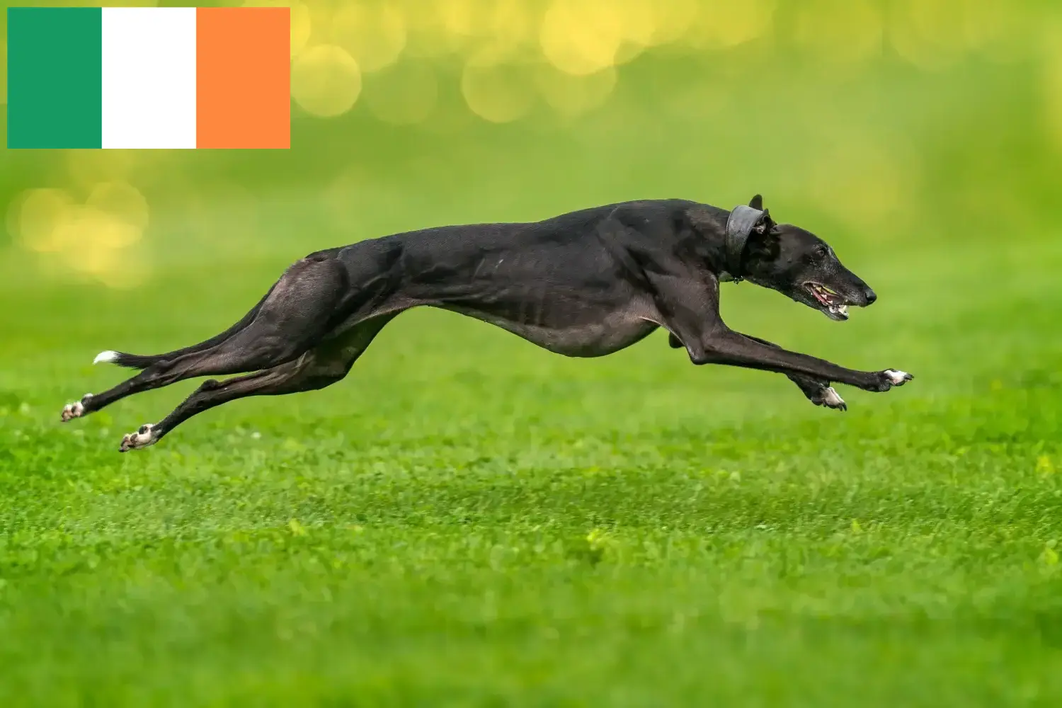 Read more about the article İrlanda’da tazı yetiştiricileri ve köpek yavruları