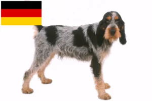 Read more about the article Almanya’da Griffon Bleu de Gascogne yetiştiricileri ve köpek yavruları