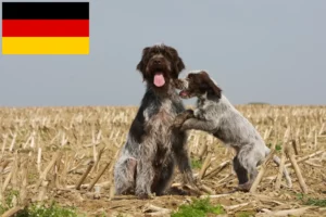 Read more about the article Almanya’da Griffon d’arrêt à poil dur yetiştiricileri ve yavruları