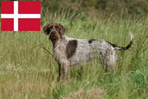 Read more about the article Danimarka’da Griffon d’arrêt à poil dur yetiştiricisi ve yavruları