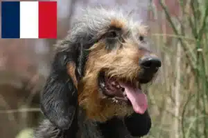 Read more about the article Fransa’da Griffon Nivernais yetiştiricileri ve köpek yavruları