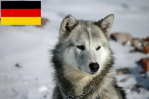 Read more about the article Almanya’da Grönland köpeği yetiştiricileri ve yavruları