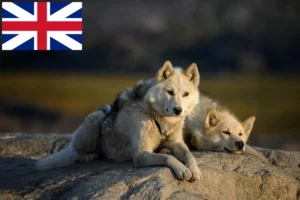 Read more about the article İngiltere’deki Grönland köpeği yetiştiricileri ve yavruları