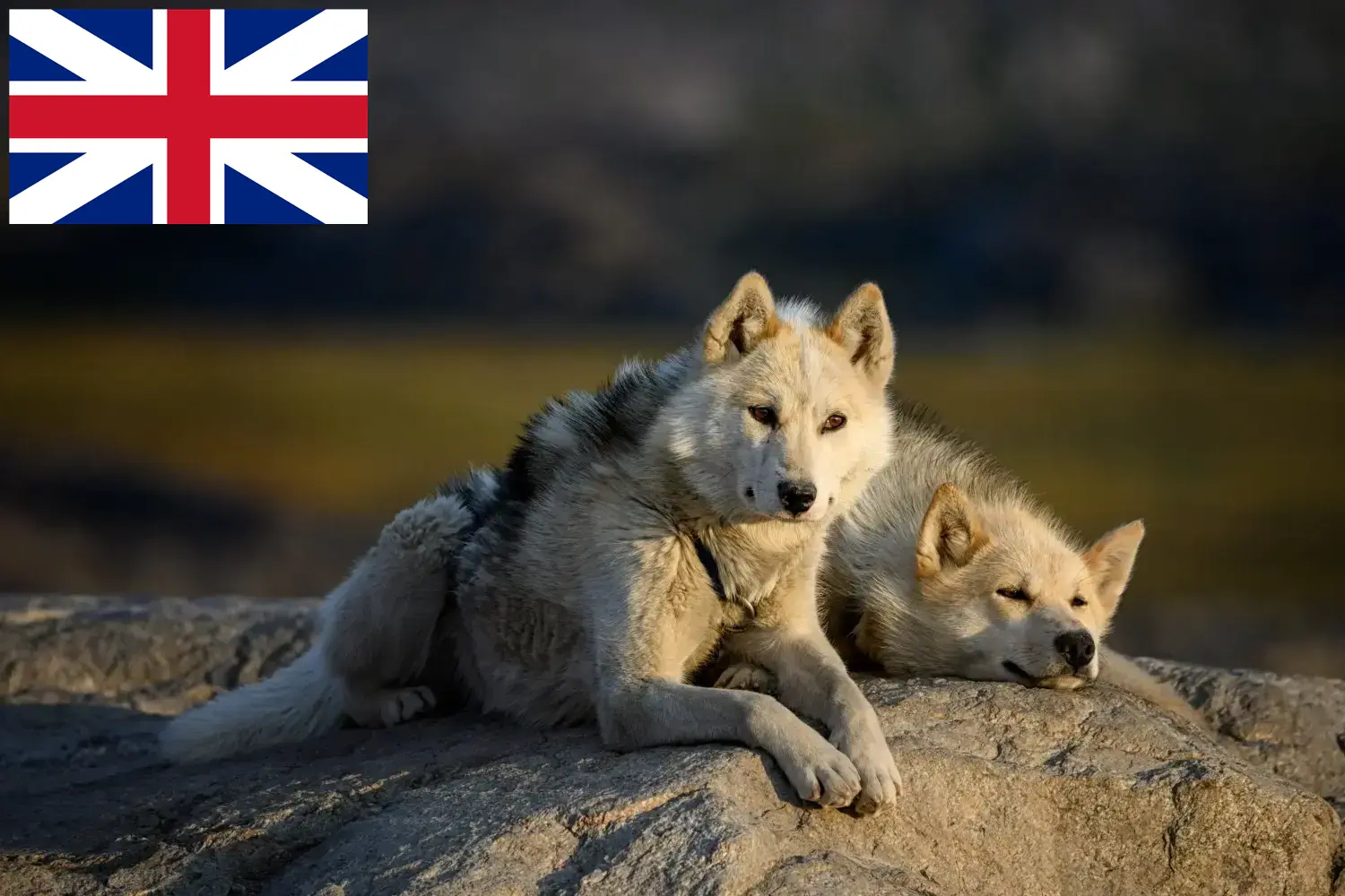 Read more about the article İngiltere’deki Grönland köpeği yetiştiricileri ve yavruları