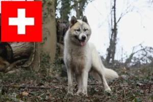 Read more about the article İsviçre’de Grönland köpeği yetiştiricileri ve yavruları