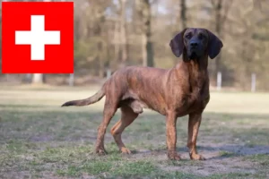 Read more about the article İsviçre’de Hannoverscher Schweißhund yetiştiricileri ve köpek yavruları