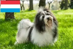 Read more about the article Lüksemburg’da Havanese yetiştiricileri ve köpek yavruları