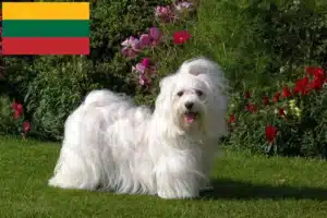 Read more about the article Litvanya’daki Havanese yetiştiricileri ve köpek yavruları